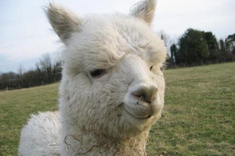 Alpaca products from the Letterbox Herd now in store at Eighty Seven