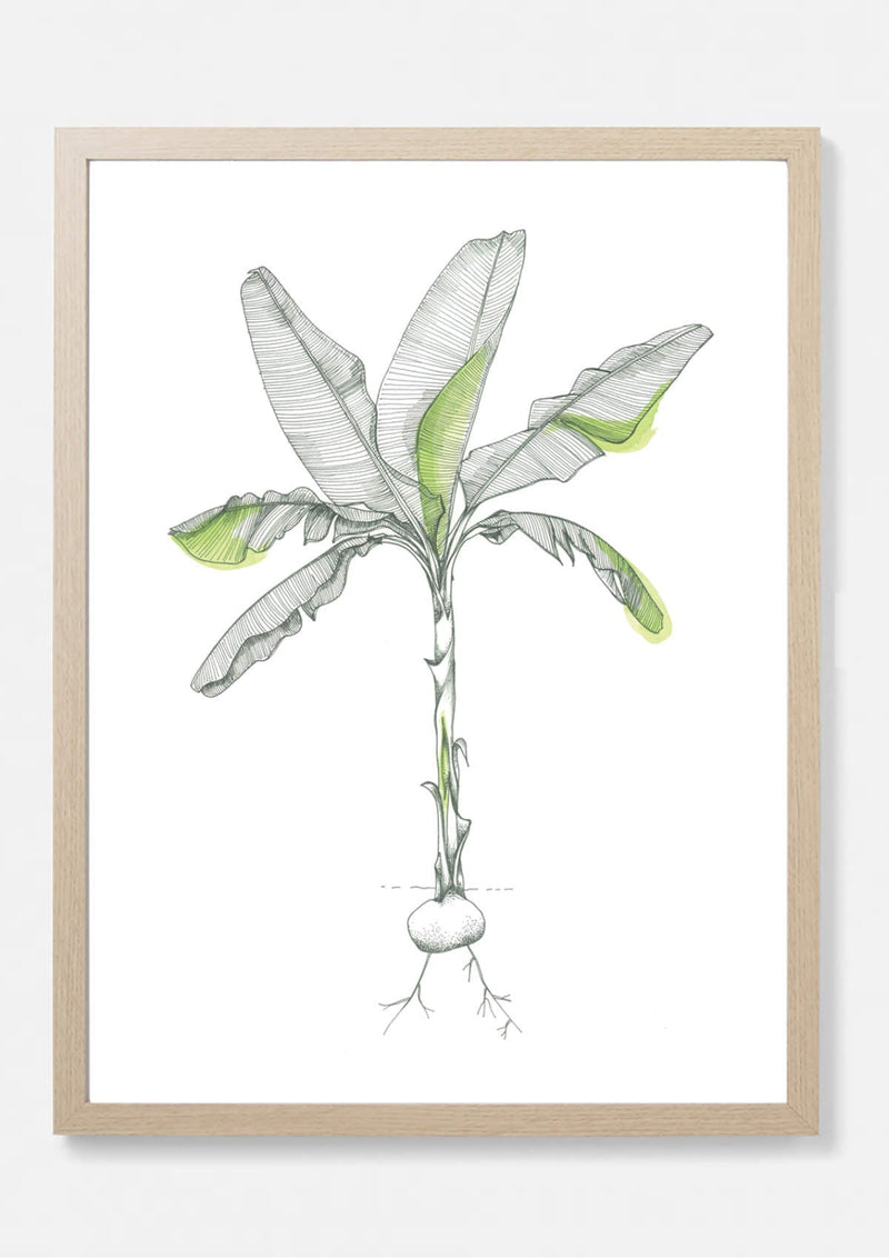 Danby Tropical Banana Plant Art Print Artwork Next Sketch